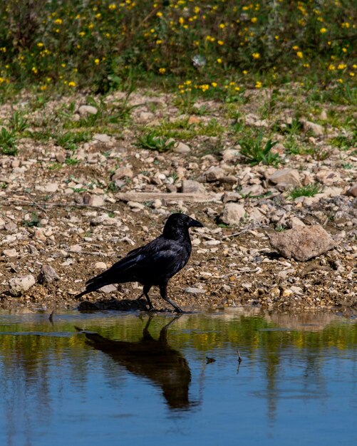 walking crow