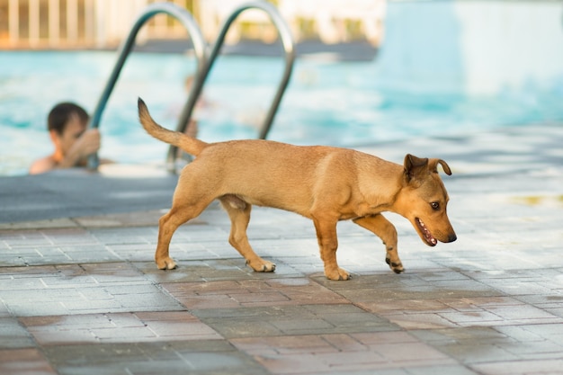 walking dog by the pool