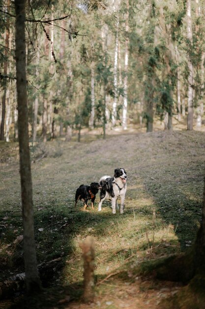 Photo walking dogs