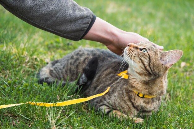 飼い主と一緒に黄色いハーネスで飼い猫を歩くトラ猫は、緑の芝生に人の手を愛撫し、慎重にそして不思議なことにペットに歩くように教えます