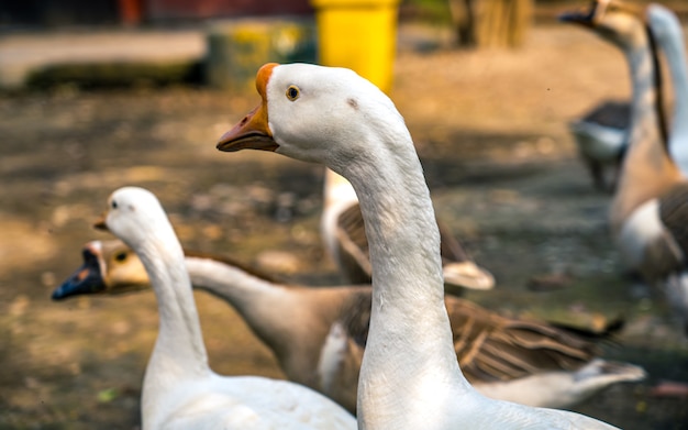 ネパールカトマンズ動物園の外の公園でアヒルを歩く