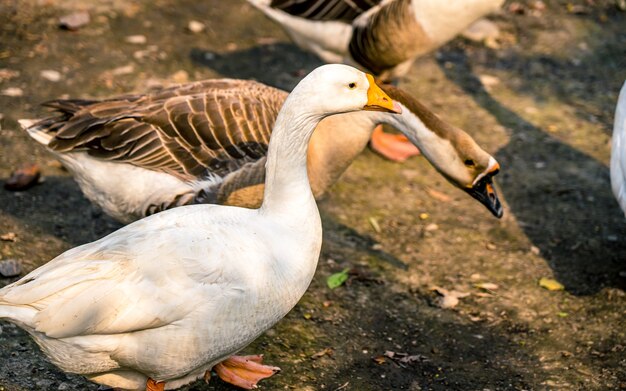 ネパールカトマンズ動物園の外の公園でアヒルを歩く