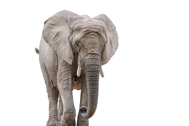 Walking elephant isolated on white African elephant isolated on a uniform white background Photo of an elephant closeup side view