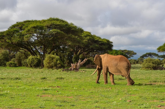 사진 amboseli 국립 공원 케냐 아프리카 뒤에서 본 걷는 코끼리