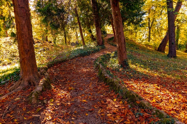 walking in the food in autumn season