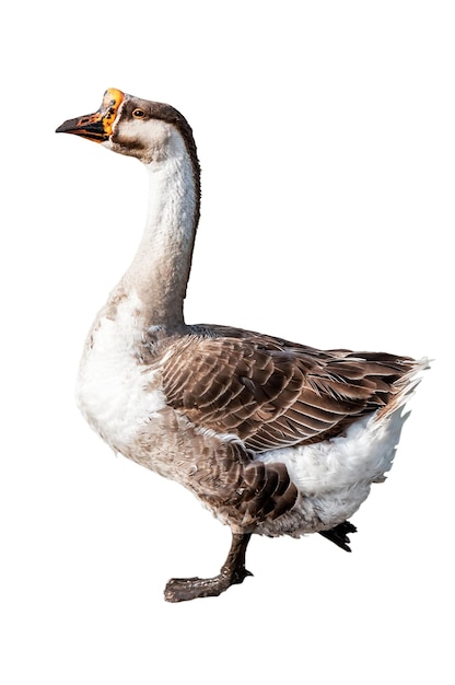 Walking goose on white background