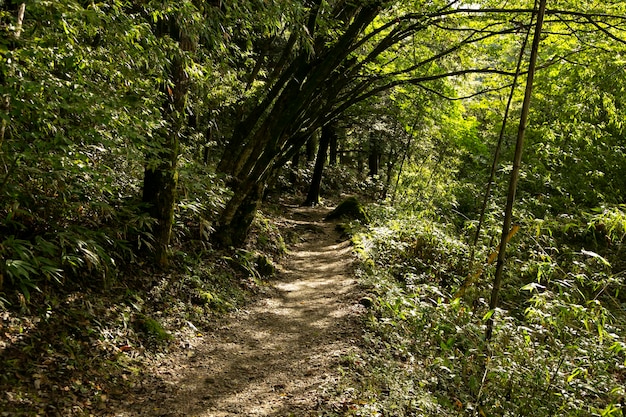 Photo walking the hiking road following the nakasendo trail between tsumago and magome in kiso valley jap