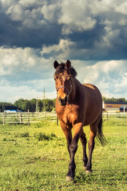 Walking Horse