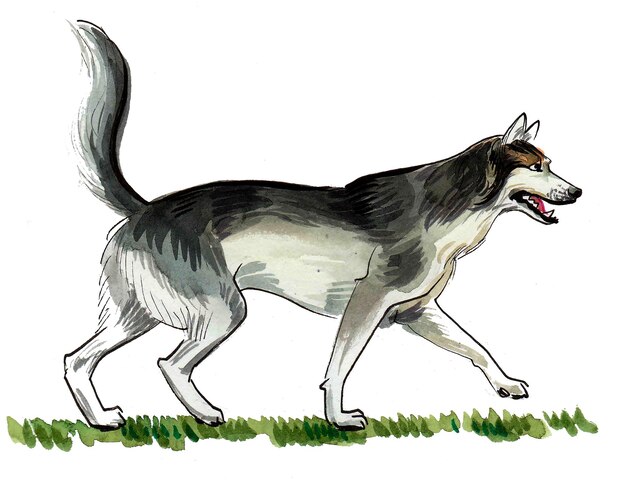 Walking husky dog. Ink and watercolor drawing