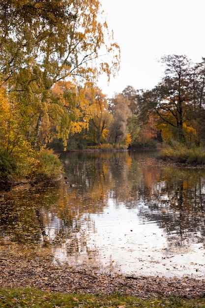 Фото Осенняя прогулка в парке, золотые деревья. фото высокого качества