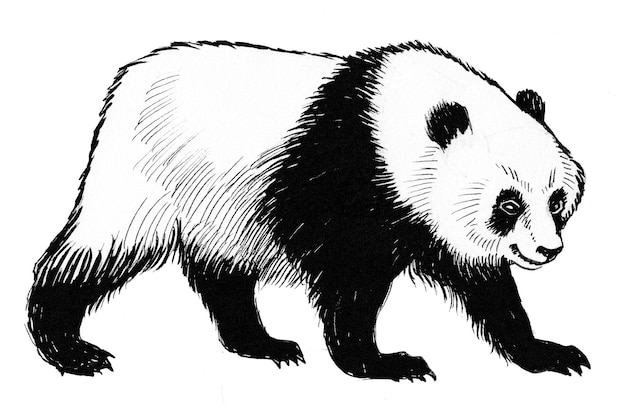 Walking panda bear. Ink black and white drawing