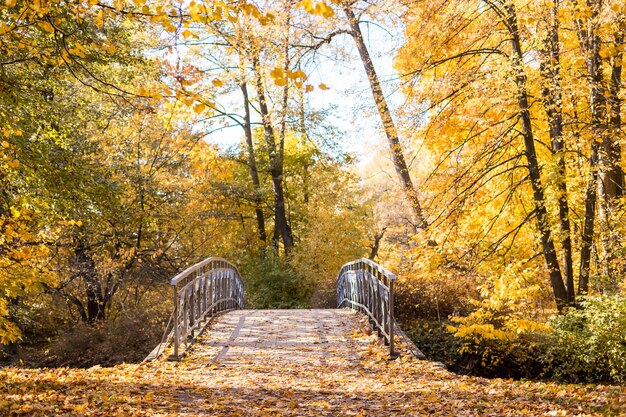 Осенняя прогулка в парке, золотые деревья. Фото высокого качества