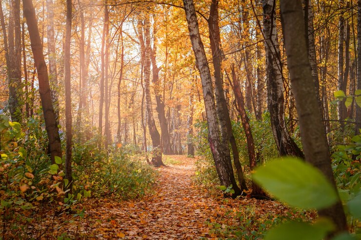 Photo walking path covered with fallen leaves in a colorful autumn forest