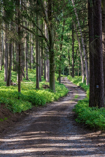 Percorso a piedi nella foresta strada forestale