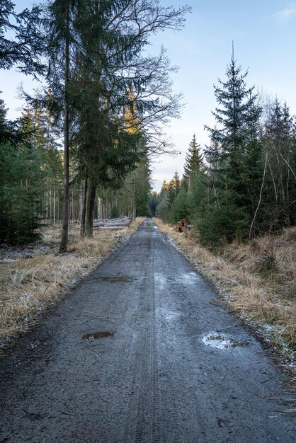 Walking path in forest Forest road