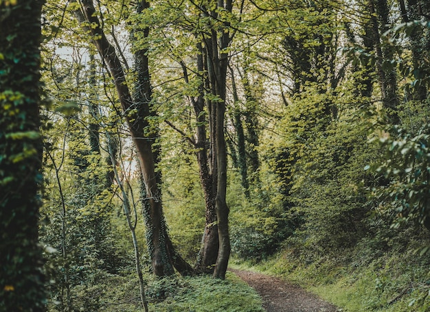 Foto cammino in una foresta verde