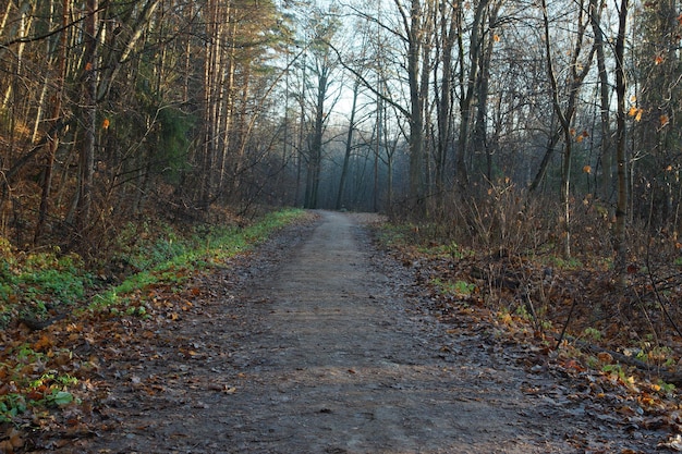 Foto percorso a piedi in mezzo agli alberi spogli in autunno, sole mattutino.