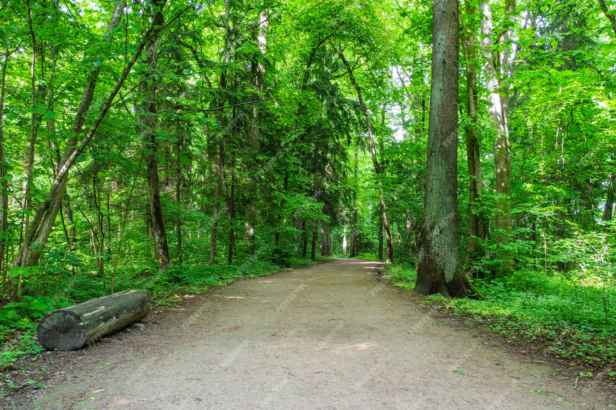 A forest path, flanked on one side by a tree and on the other by a