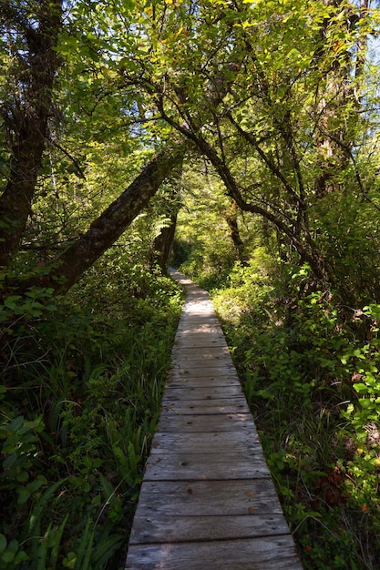 Walking path in the woods during a vibrant sunny summer day