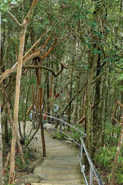 密集したジャングルの中を歩く道。