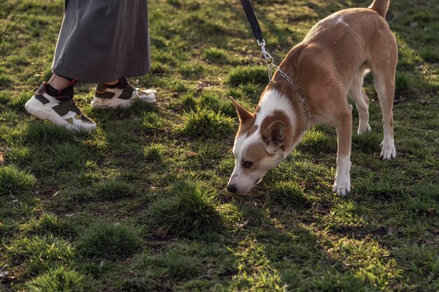 Walking Saban op het grondgebied van het park Walking Dogs Services voor dieren Hondenuitlaatservice