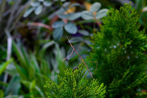 Walking stick insect phobaeticus serratipes on the plant with natural background