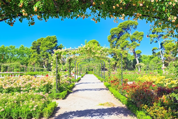 Walking through Buen Retiro Park. Rose Park