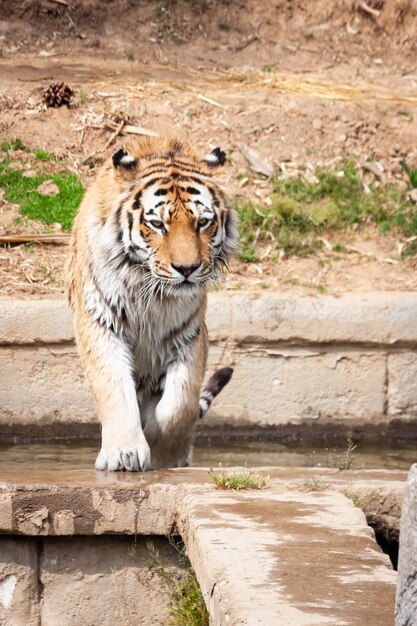 Фото Тигр, гуляющий на открытом воздухе. портрет дикого животного. никто.