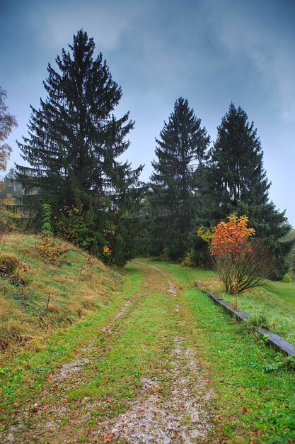 Walking trail in a mountain forest