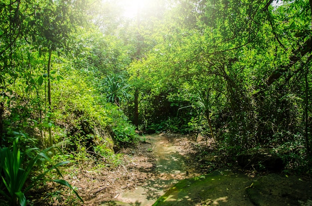 Foto percorso a piedi nella foresta pluviale