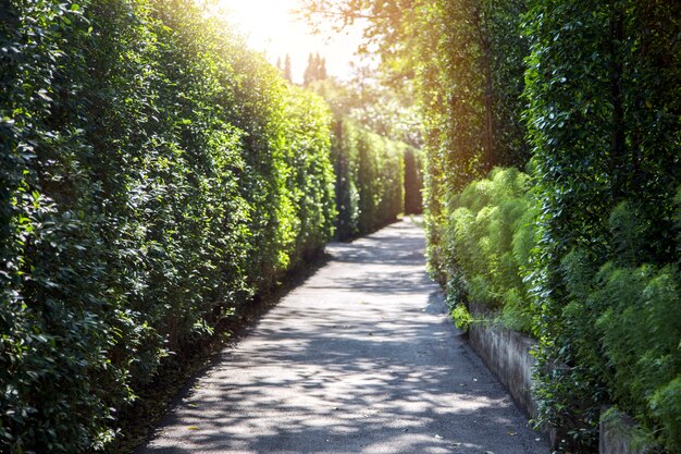 Modo di camminare nel giardino della foresta