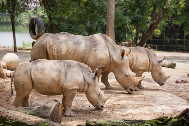 A walking white rhinoceros