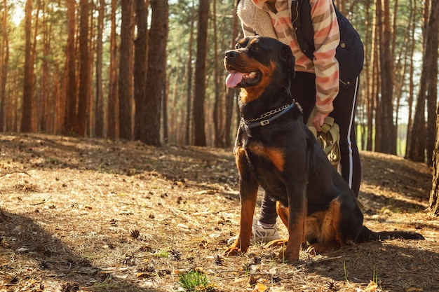 Camminando con un cane in una foresta di conifere