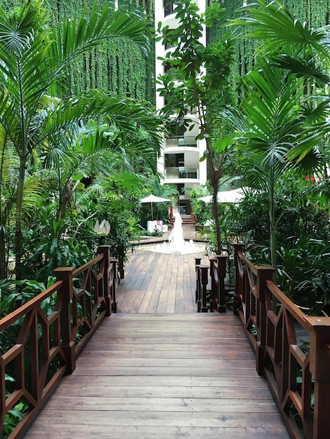 walkway amidst palm trees