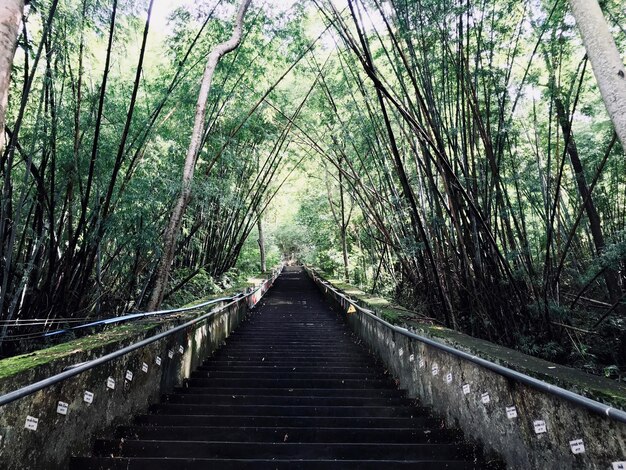 森の木の間にある歩道