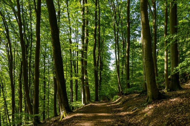 Foto passeggiata tra gli alberi della foresta