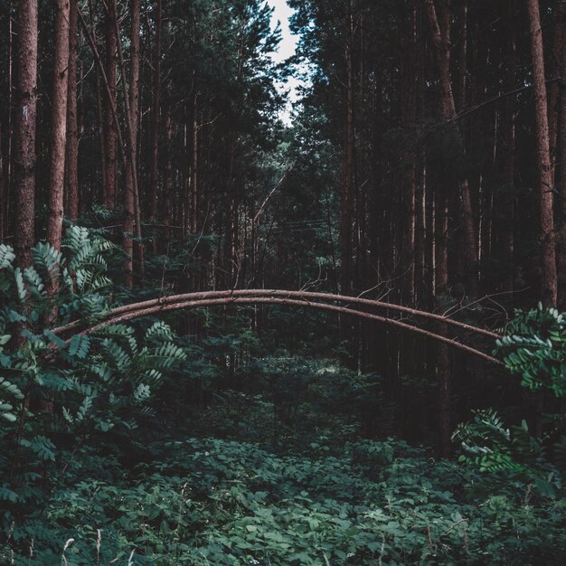 Photo walkway amidst trees in forest