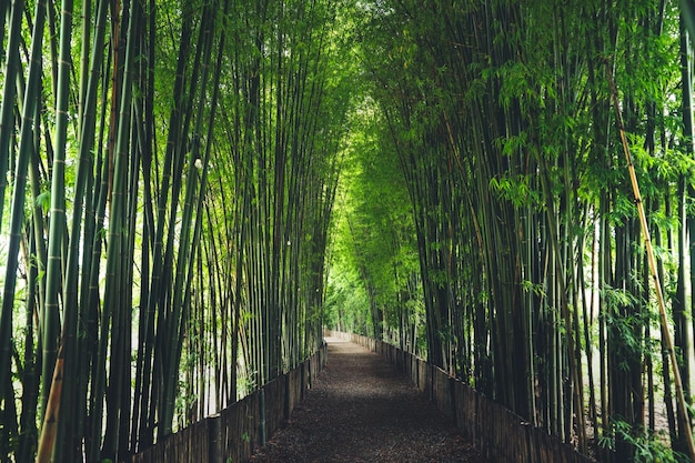 写真 森の木の間にある歩道