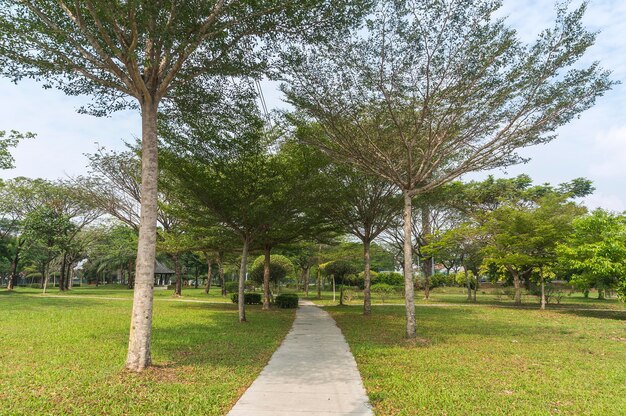 Walkway amidst trees at park