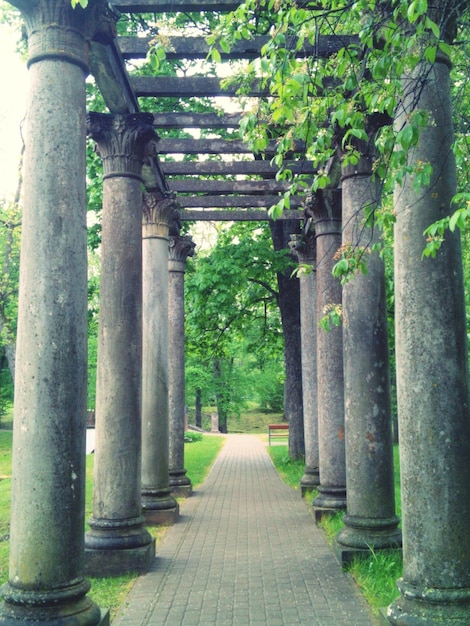 Walkway amidst trees