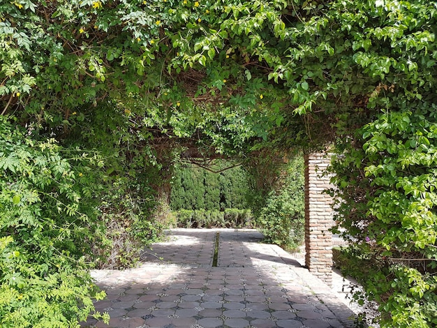 Walkway amidst trees