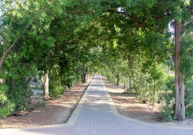 Walkway amidst trees