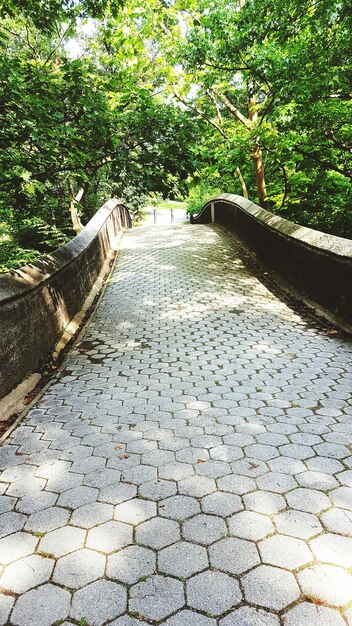 樹木の中の歩道