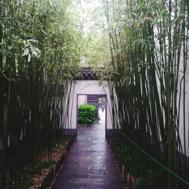 walkway amidst trees