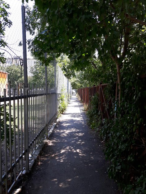 Photo walkway amidst trees