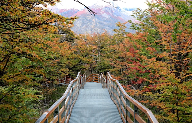Photo walkway amongst beautiful fall foliage in los glaciares national park patagonia argentina