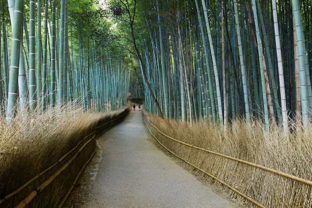 Foto passeggiata in un boschetto di bambù nella prefettura di kyoto