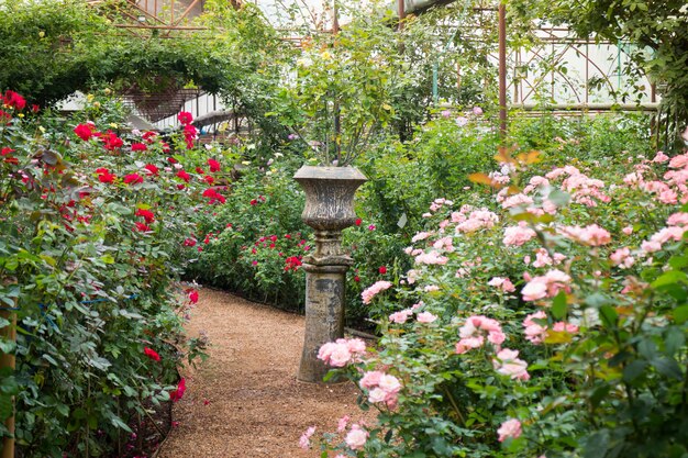 Walkway in botanic rose garden