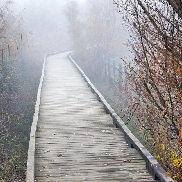 Walkway by river in forest during winter