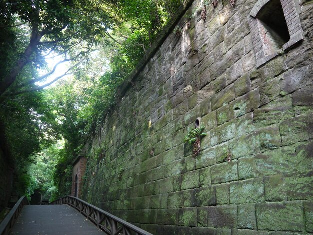 Photo walkway by stone wall against trees